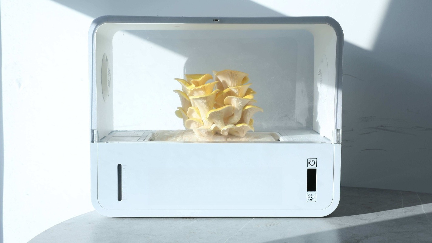 HydroBlue Desktop Mushroom Far - đánh giá và giá Hydroponic Kit
