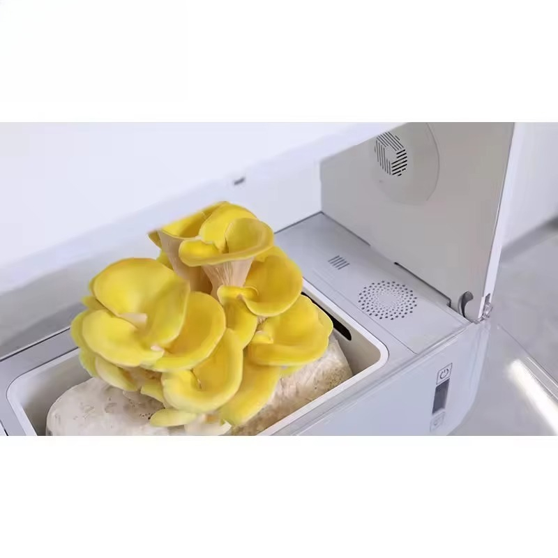 HydroBlue Desktop Mushroom Far - đánh giá và giá Hydroponic Kit