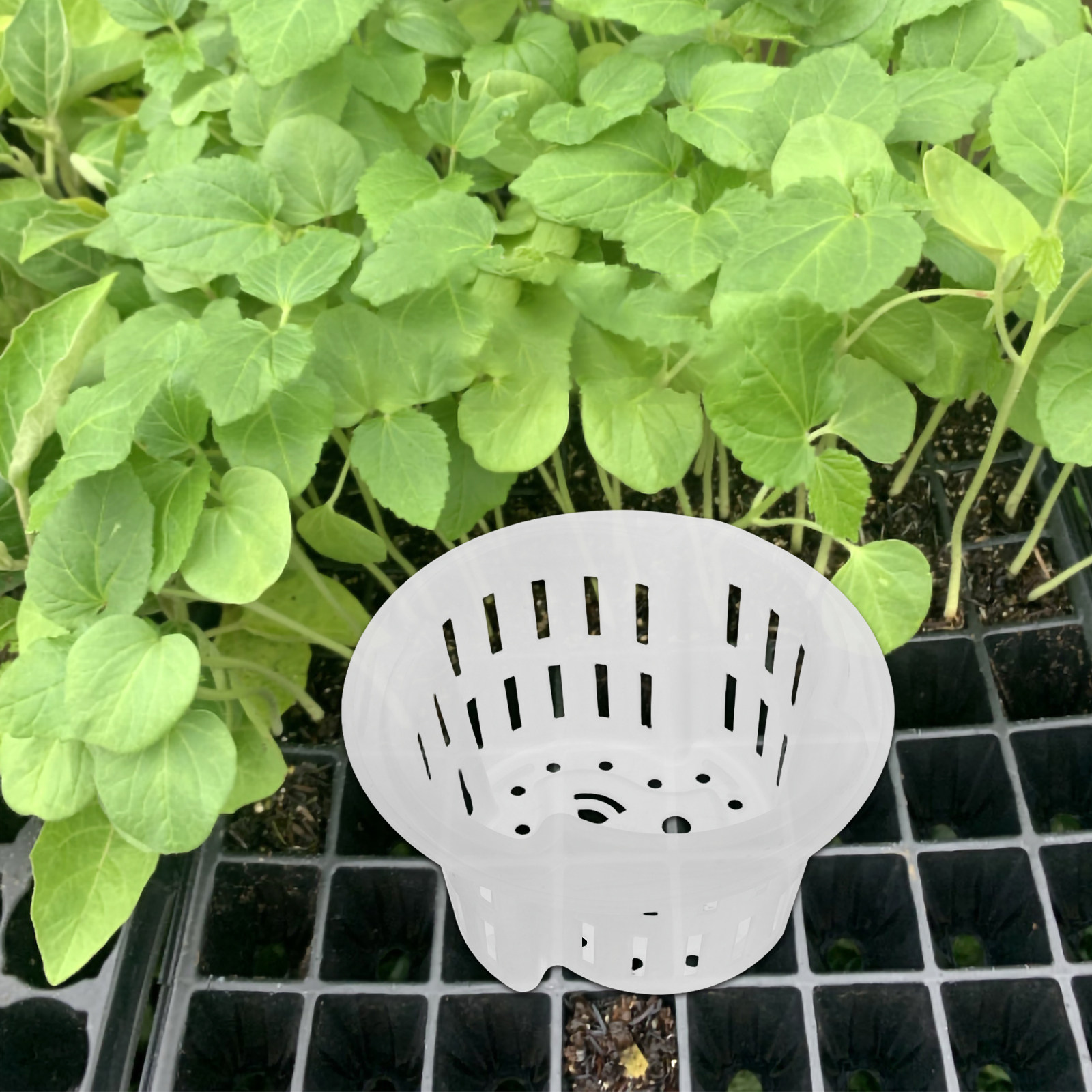 4Pcs Hydroponic Vegetable Cult - đánh giá và giá Plant Pot
