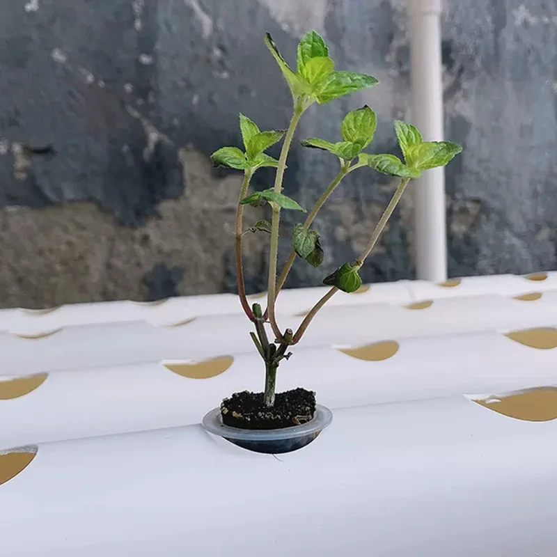Soilless Growing System Kit, P - đánh giá và giá Hydroponic Kit