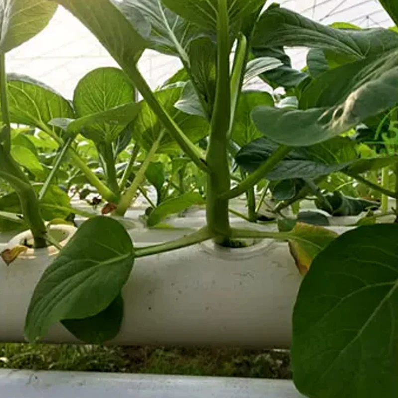 Soilless Growing System Kit, P - đánh giá và giá Hydroponic Kit