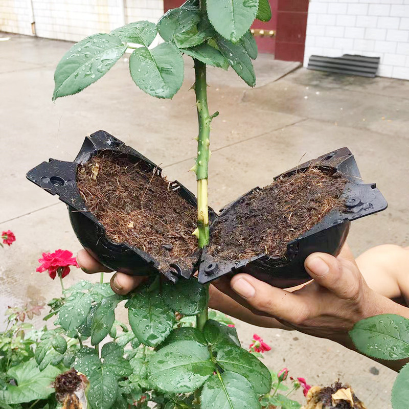 Plant Rooting Ball Propagation - đánh giá và giá Seed Starter Tray