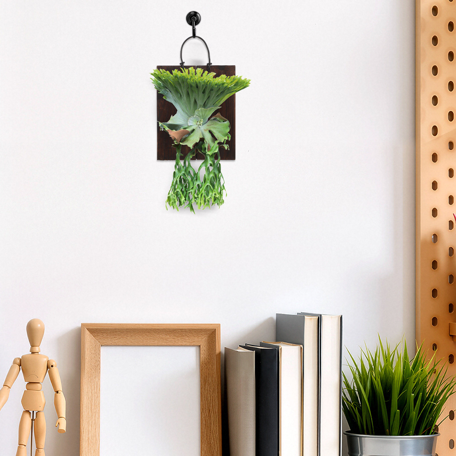 Staghorn Fern Mounting Board V - đánh giá và giá Vertical Planter
